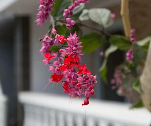 Konukevi Bali Aman Darling House